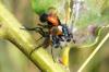 Cylindromyia sp.